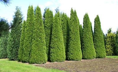 Tuja Żywotnik zachodni 'King of Brabant' Thuja occidentalis