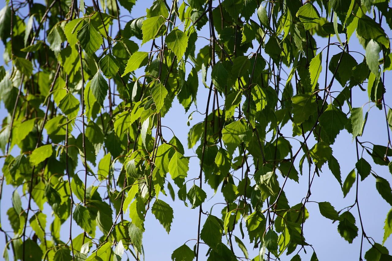 Brzoza na pniu 'Summer Cascade' Betula pendula