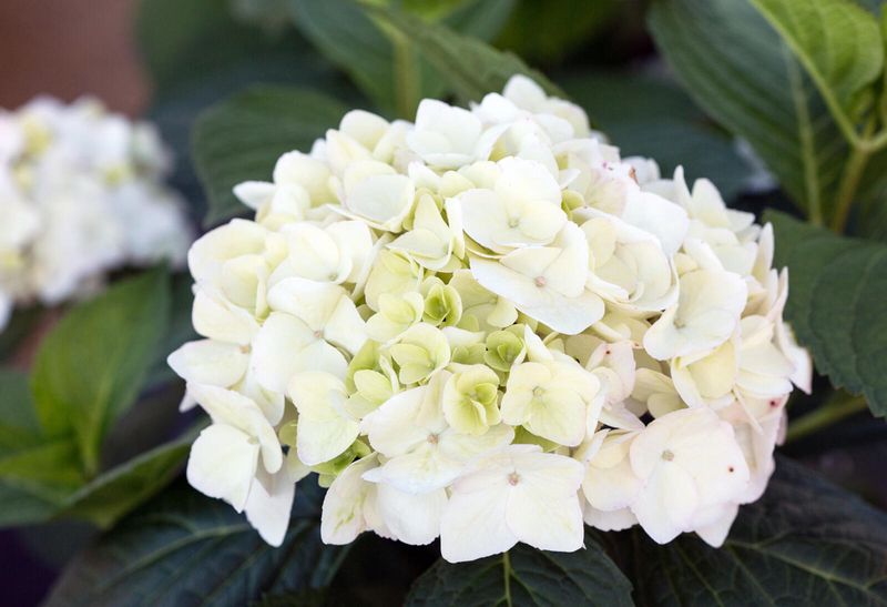 Hortensja ogrodowa Endless Summer® 'The Bride' Hydrangea macrophylla