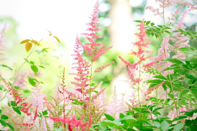 Tawułka Arendsa 'Washington' Astilbe arendsii