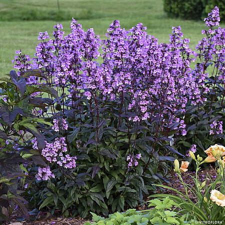 Penstemon 'Midnight Masquerade' Penstemon digitalis