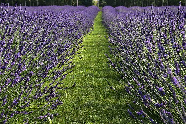 Lawenda 'Phenomenal' Lavandula intermedia