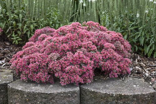 Rozchodnik 'Rock 'N' Round Popstar' Sedum