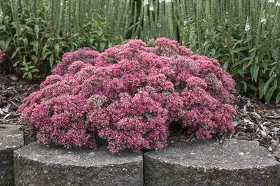 Rozchodnik 'Rock 'N' Round Popstar' Sedum