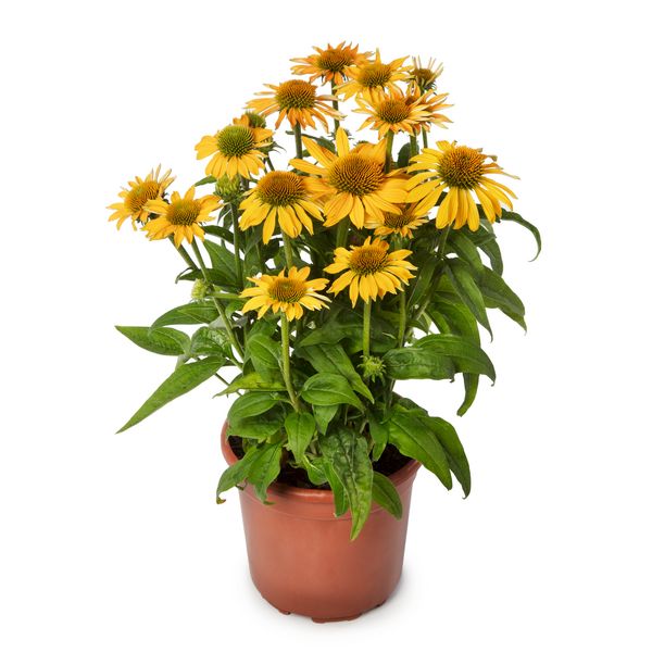 Jeżówka 'Prairie Golden Yellow' Echinacea hybrida