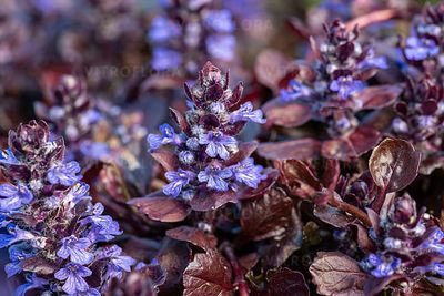 Dąbrówka 'Black Scallop' Ajuga reptans