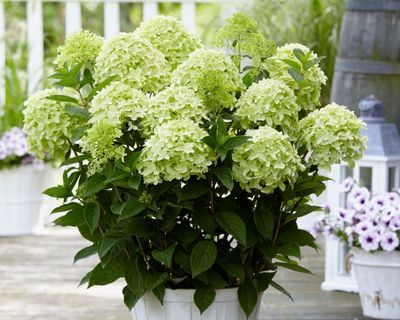 Hortensja bukietowa GardenLights 'WhiteLight'® Hydrangea paniculata