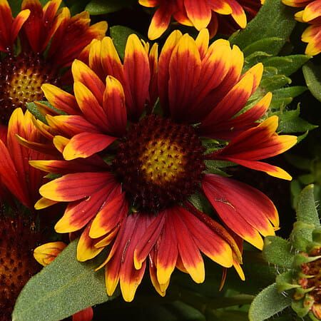 Gaillardia 'SpinTop™ Orange Halo' Gaillardia aristata