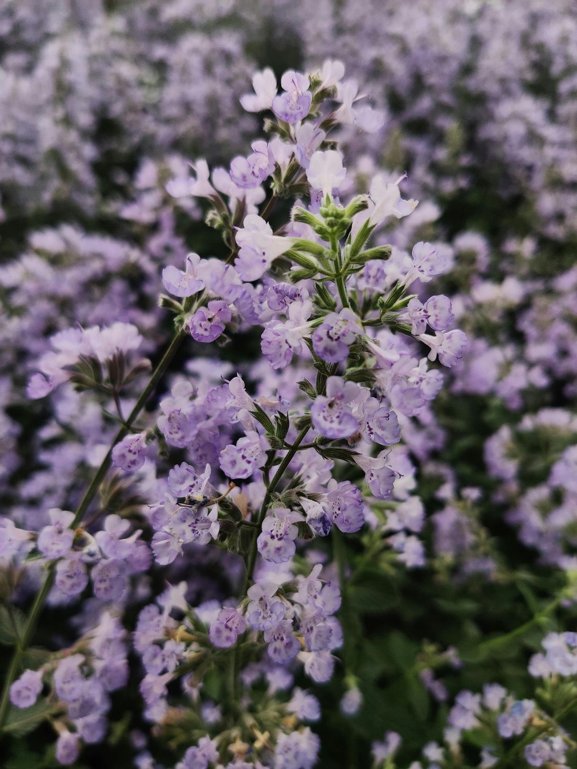 Kocimiętka rozłożysta 'Sweet Dreams' Nepeta subsessilis