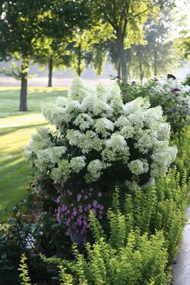 Hortensja bukietowa 'Bobo' Hydrangea paniculata