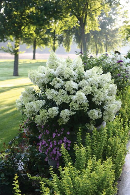 Hortensja bukietowa 'Bobo' Hydrangea paniculata