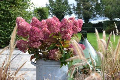 Hortensja bukietowa 'GardenLights Redlight'® Hydrangea paniculata