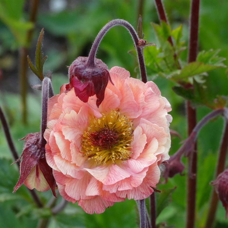 Kuklik 'Mai Tai' Geum hybrida