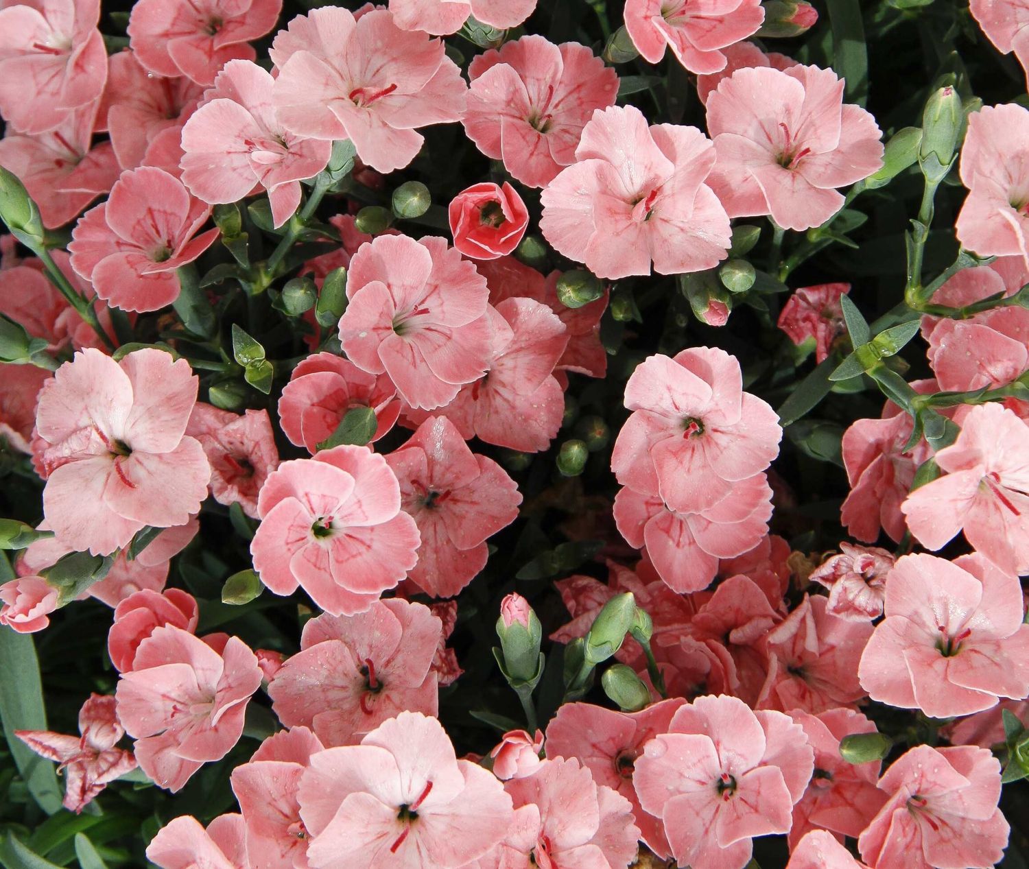 Goździk 'Peach Party' Dianthus hybrida