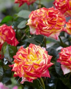 Róża stojąca 'Twister Select' Rosa hybrida