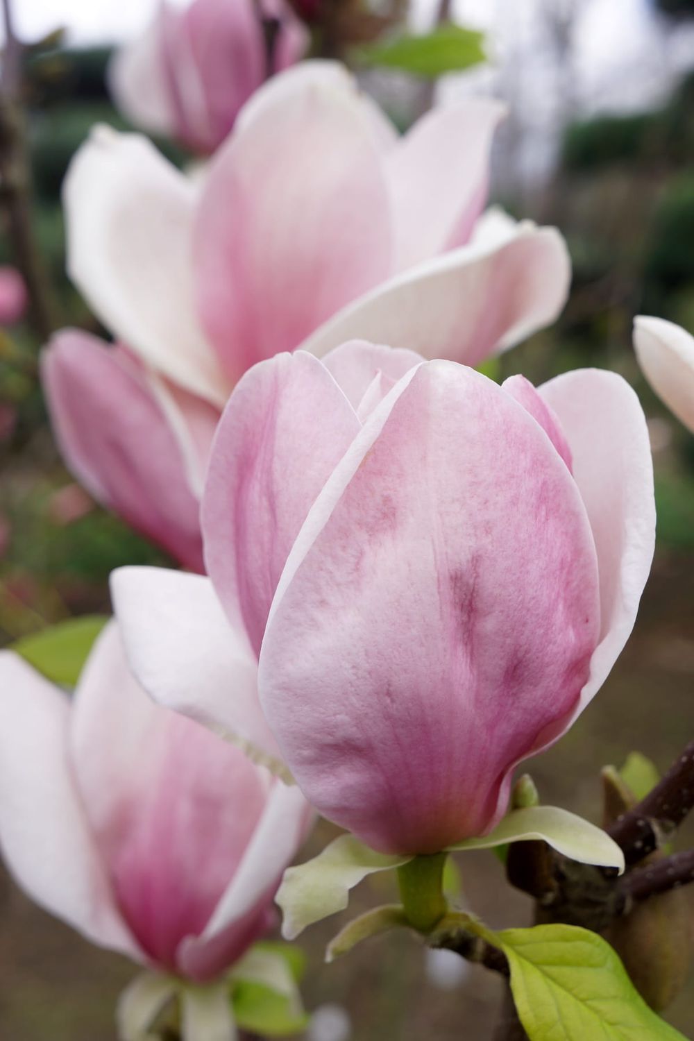 Magnolia 'Cameo' Magnolia soulangeana