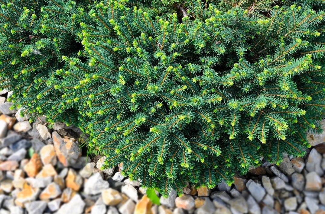 Świerk serbski 'Karel' Picea omorika