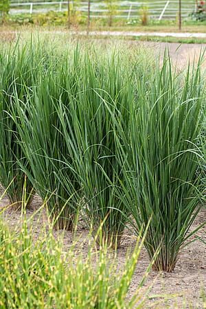 Proso rózgowate 'Northwind' Panicum virgatum