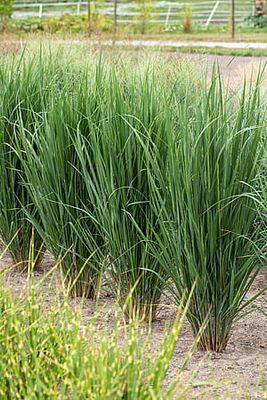 Proso rózgowate 'Northwind' Panicum virgatum