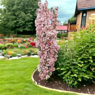 Wiśnia japońska na pniu 'Amanogawa' Prunus serrulata