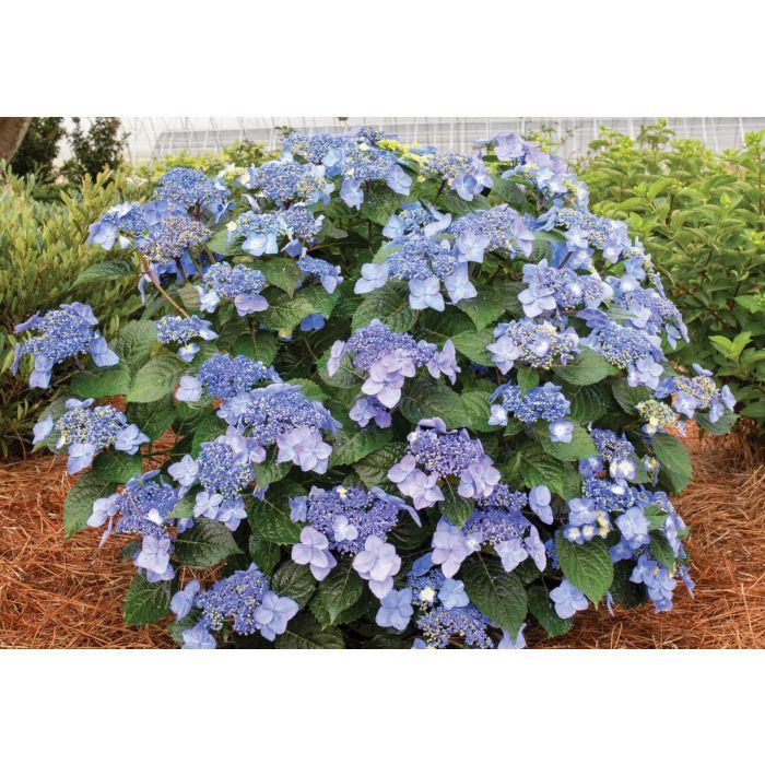 Hortensja ogrodowa 'Endless Summer® Pop Star Blue' Hydrangea marcrophylla