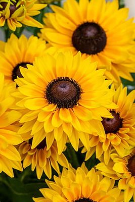 Rudbekia 'SmileyZ™ Big Cheerleader'