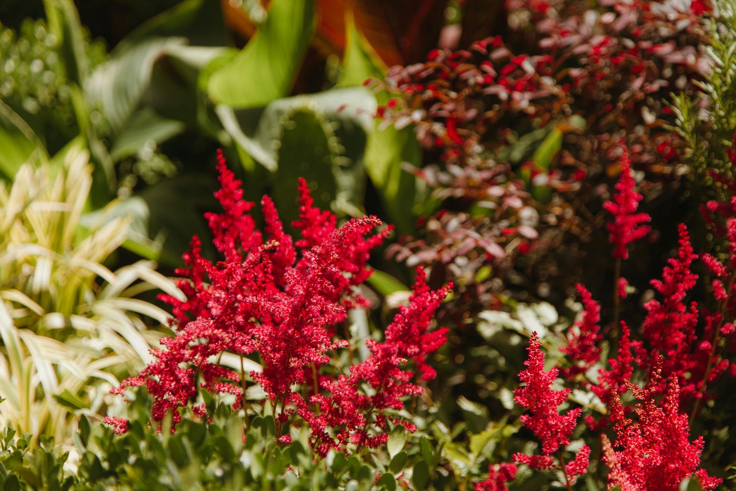 Tawułka Arendsa 'Burgundy Red' Astilbe arendsa