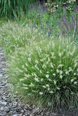 Rozplenica 'Little Bunny' Pennisetum