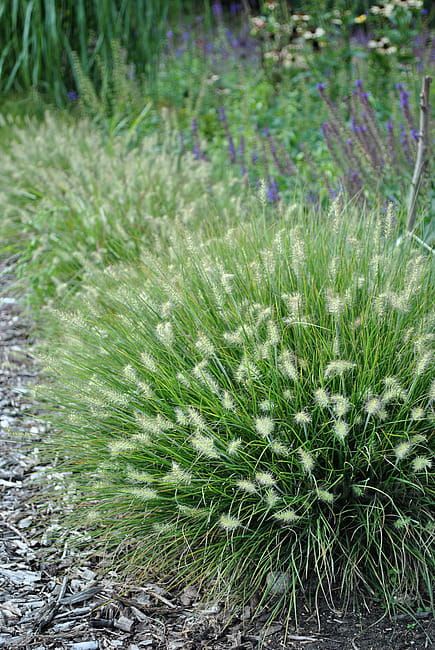 Rozplenica 'Little Bunny' Pennisetum