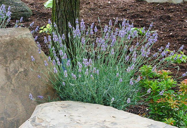 Lawenda 'Sensational' Lavandula intermedia