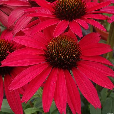 Jeżówka 'Glowing Dream' Echinacea hybrida