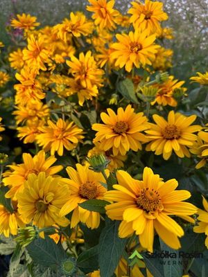 Słoneczniczek 'Sole Magico' Helianthus