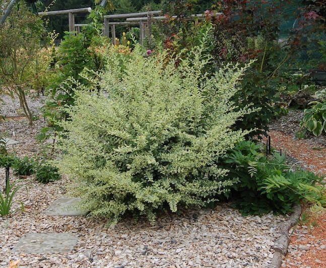 Ligustr 'Musli' Ligustrum ibota
