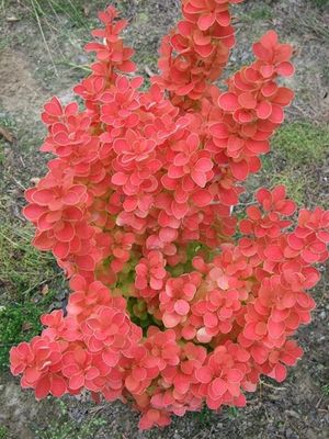 Berberys 'Orange Ice' Berberis thunbergii