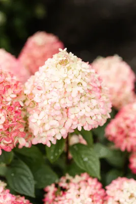 Hortensja bukietowa 'Living Little Love'® Hydrangea paniculata