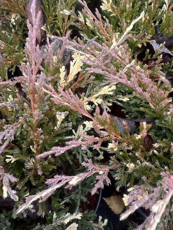 Jałowiec płożący 'Andorra Compact Variegata' Juniperus horizontalis