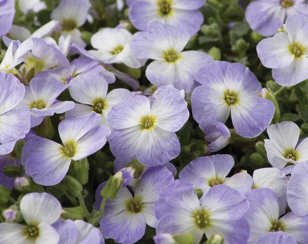 Żagwin 'Blue White Bicolour' Aubrieta