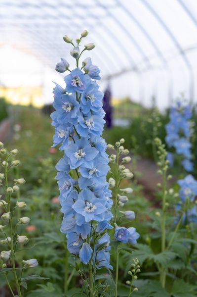 Ostróżka 'Excalibur Light Blue' Delphinium hybrida