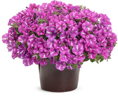 Supertunia 'Vista Raspberry Star' Supertunia 'Vista Raspberry Star'