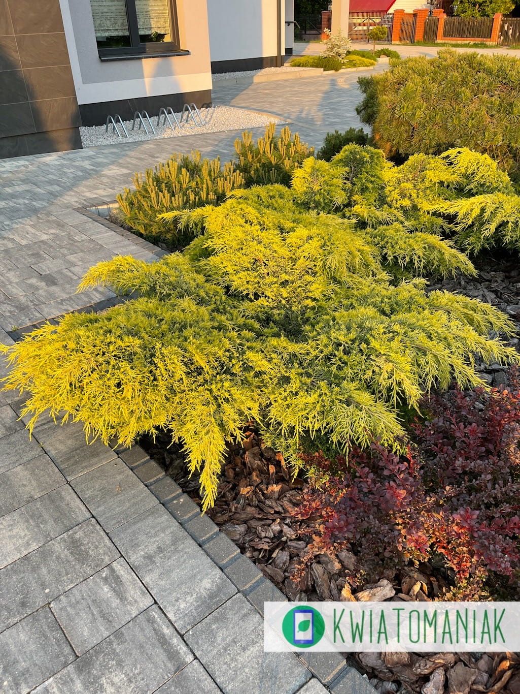 Jałowiec Pfitzera 'Pfitzeriana Aurea' Juniperus pfitzeriana