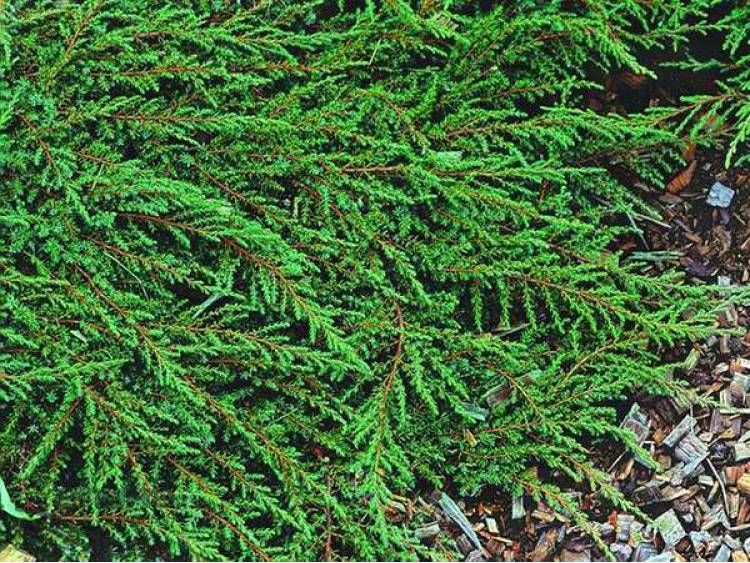 Jałowiec płożący 'Repanda' Juniperus horizontalis