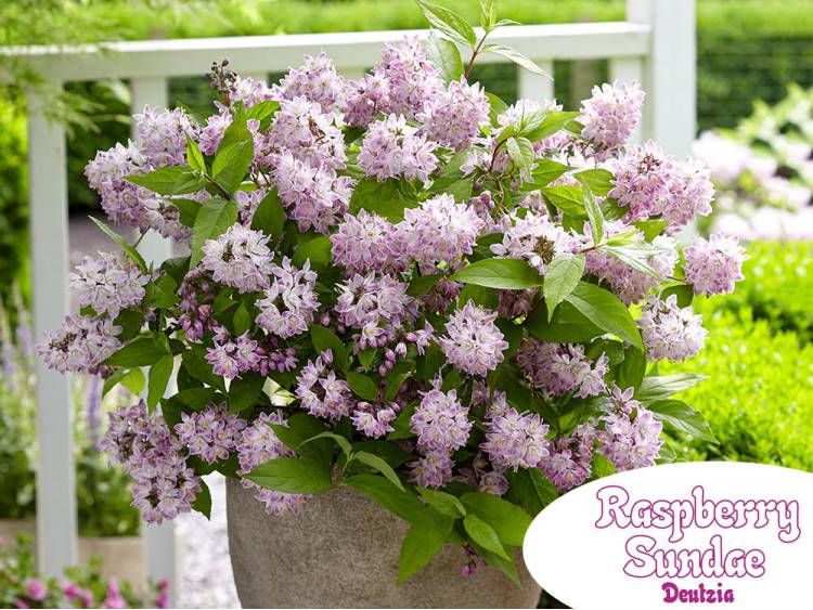Żylistek mieszańcowy 'Raspberry Sundae' Deutzia