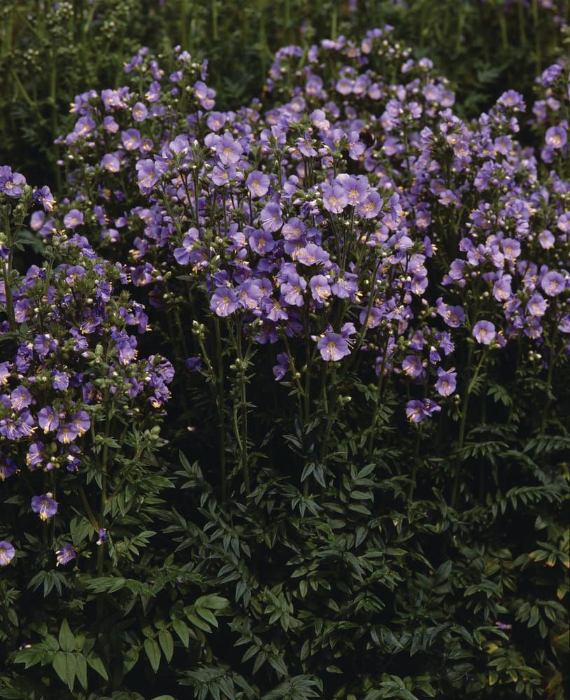 Wielosił 'Bambino Blue' Polemonium hybrida