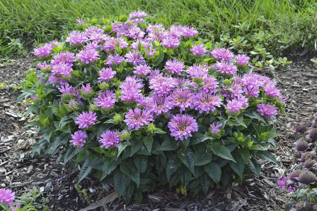 Pysznogłówka 'Pardon My Lavender' Monarda hybrida