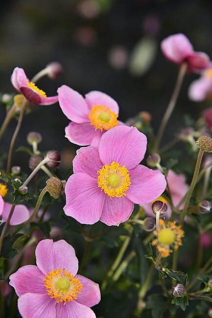Zawilec japoński 'Summer Breeze Bright Pink' Anemone