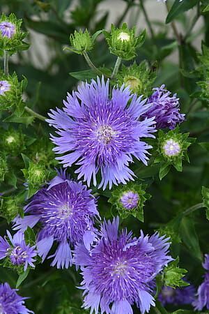 Stokezja 'Mel's Blue' Stokesia laevis