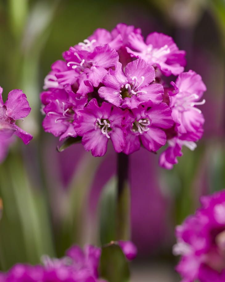 Smółka, Firletka 'Cherry Bubbles' Lychnis, Silene