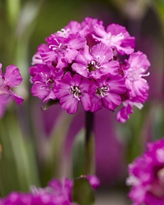 Smółka, Firletka 'Cherry Bubbles' Lychnis, Silene