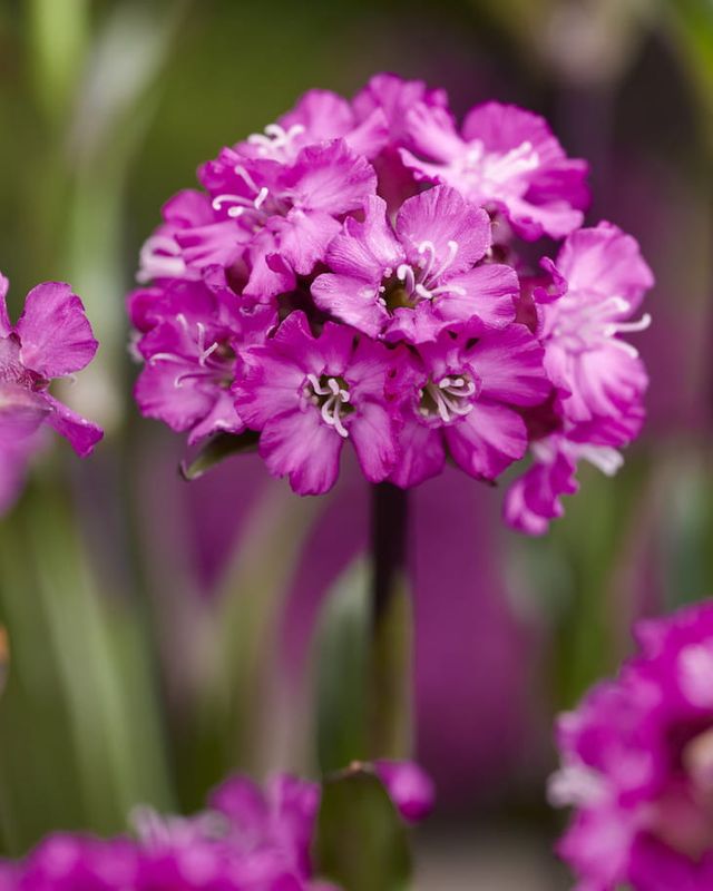 Smółka, Firletka 'Cherry Bubbles' Lychnis, Silene