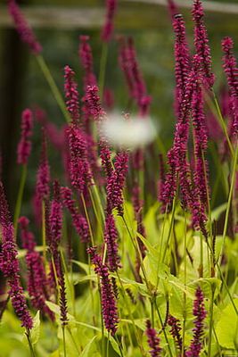 Rdest 'Cottesbrook Gold' Persicaria amplexicaulis